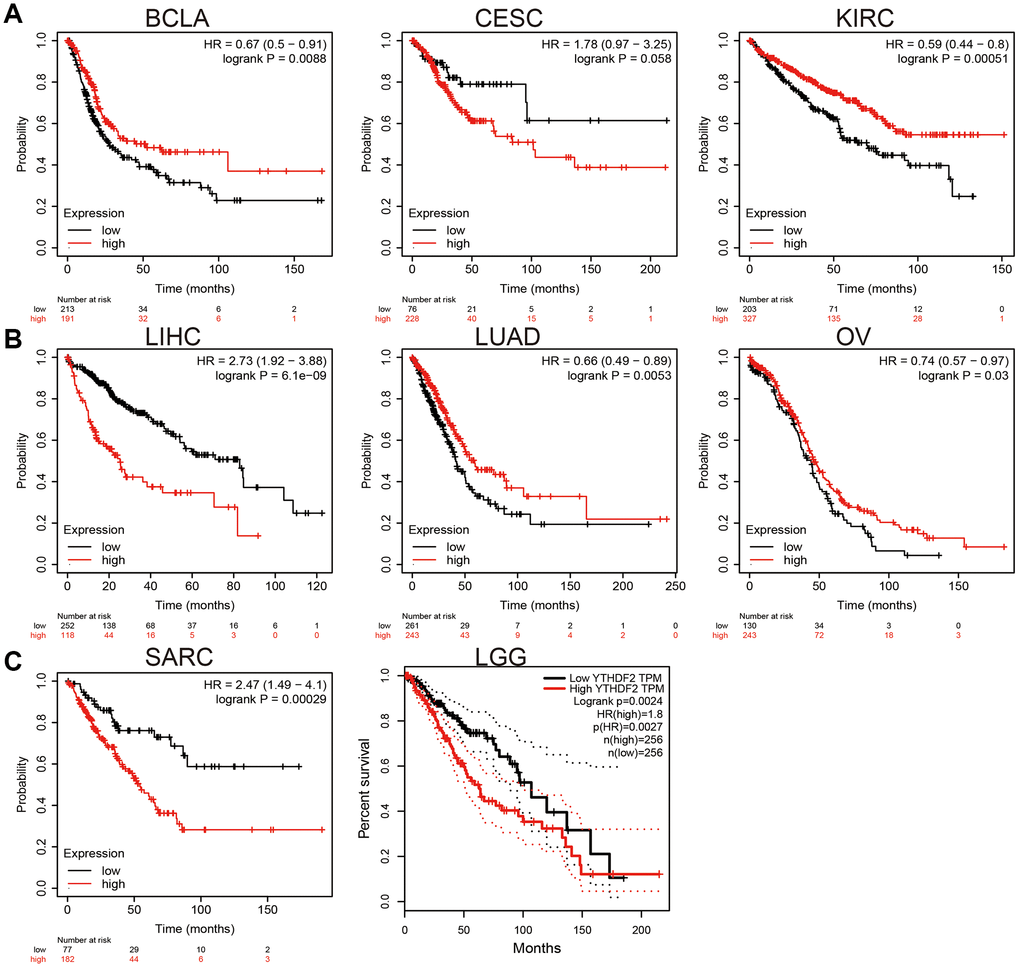 The prognosis value of YTHDF2 in human cancer. (A) The prognosis value of YTHDF2 in BLCA, CESC, and KIRC was examined by the km plot database. (B) The prognosis value of YTHDF2 in LIHC, LUAD, and OV was examined by the km plot database. (C) The prognosis value of YTHDF2 in SARC and LGG was examined by the km plot database.