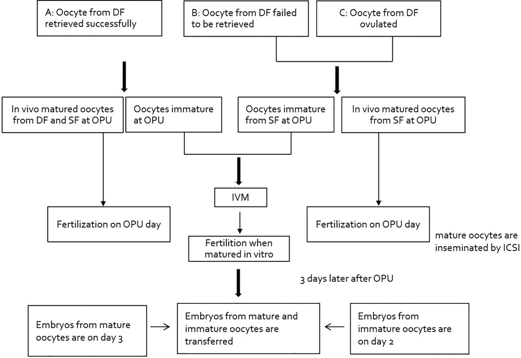 Study flowchart: pattern of dominant follicle at the time of retrieval. Abbreviations: DF: dominant follicle; OPU: oocyte pickup; ICSI: intracytoplasmic sperm injection.