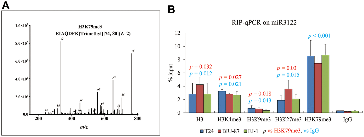 NEAT1 variant 1 weakens the genome-wide effect of miR-3122 on blocking ...