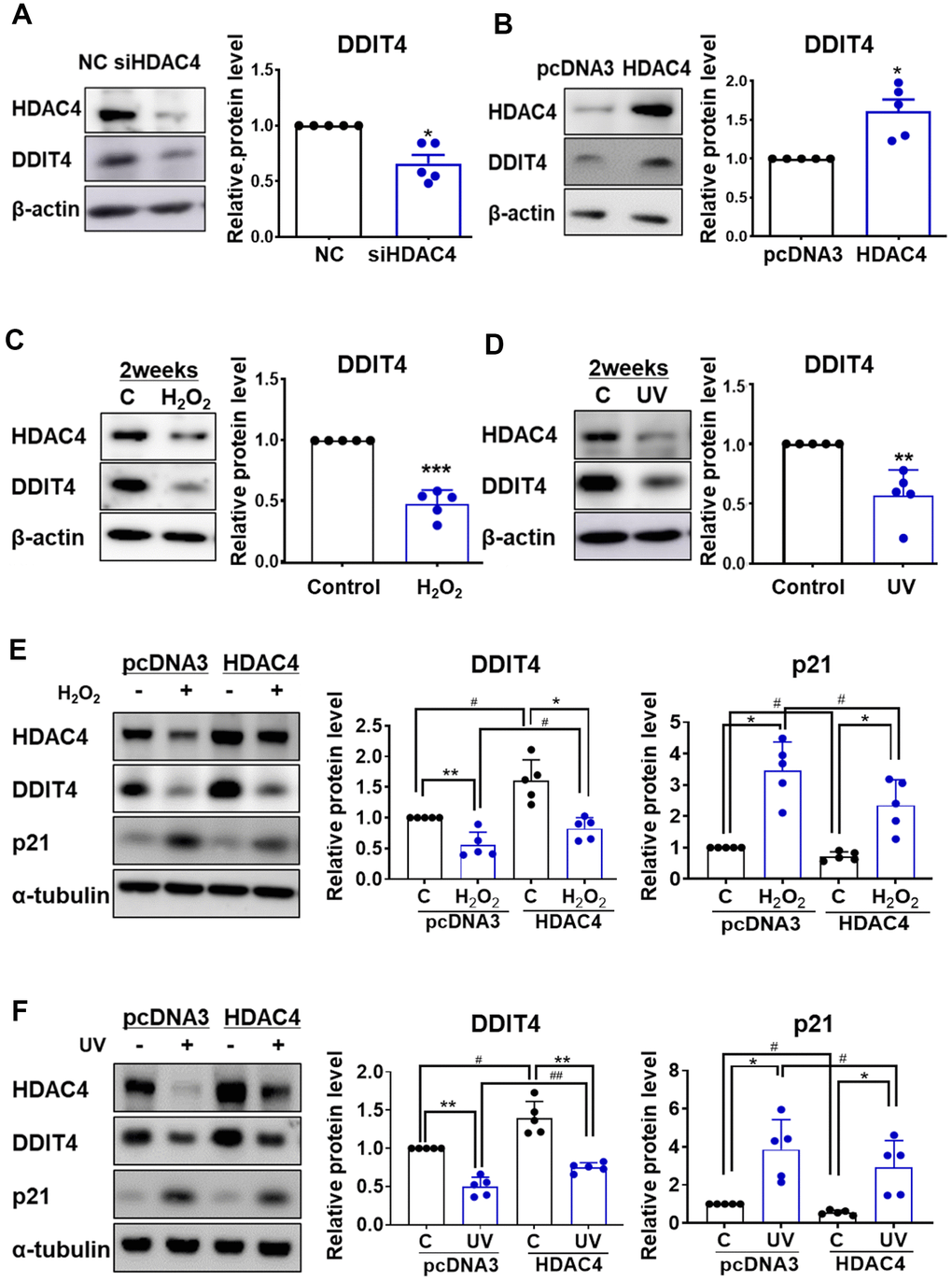 Senescence-induced reduction of DDIT4 is restored by HDAC4 overexpression.  (A) Human dermal fibroblasts were transfected with negative control scrambled siRNA (NC) or HDAC4 siRNA. (B) For overexpression of HDAC4, cells were treated with pcDNA3 or HDAC4 plasmid DNA and the medium was replaced after 6 h. (A–D) RT-PCR and western blotting were performed to determine the expression of DDIT4 and HDAC4. Data are presented as mean ± SE (n = 5, * P E, F) After senescence was induced, cells were transfected with pcDNA3 or HDAC4 overexpression vector. DDIT4, p21, and HDAC4 protein expression were analyzed by western blotting. Beta-actin and alpha-tubulin served as a loading control. Data are presented as mean ± SE using Student’s t-test (n = 5, * P 2O2; # P 