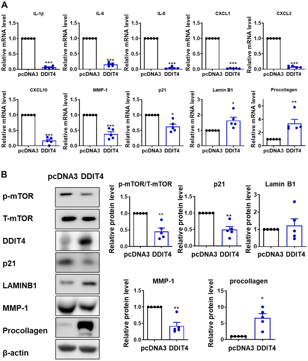 DDIT4 regulates the expression of SASP and age-associated genes. (A) The mRNA levels of senescence-associated secretory phenotype (SASP) and aging-related genes were determined by quantitative real-time PCR. (B) After DDIT4 overexpression, the protein levels of aging-related genes were examined using western blot analysis. Beta-actin served as a loading control. Data represent the mean ± SE (n = 5, ** P 
