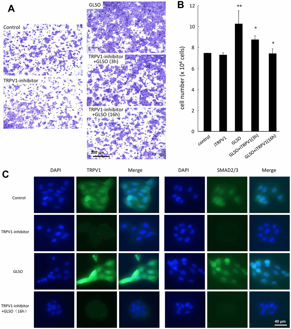 Effect of TRPV1 inhibitor on HaCaT cell proliferation. (A) HaCaT cells were pre-incubated with TRPV1 inhibitor (0.0258 μg/mL) for 3 and 16 h, followed by further incubation with GLSO for 48 h. GLSO-promoted cell proliferation was downregulated by TRPV1 inhibitor. (B) Quantitative analysis of reduced HaCaT cell numbers treated with TRPV1 inhibitor. (C) Immunofluorescence staining for TRPV1 and SMAD2/3 expression treated with TRPV1 inhibitor. Treatment with GLSO increased TRPV1 and SMAD2/3 expression that were down regulated by TRPV1 inhibitor. Scale bar=200 μm. The data are presented as the mean ± SD. *PP