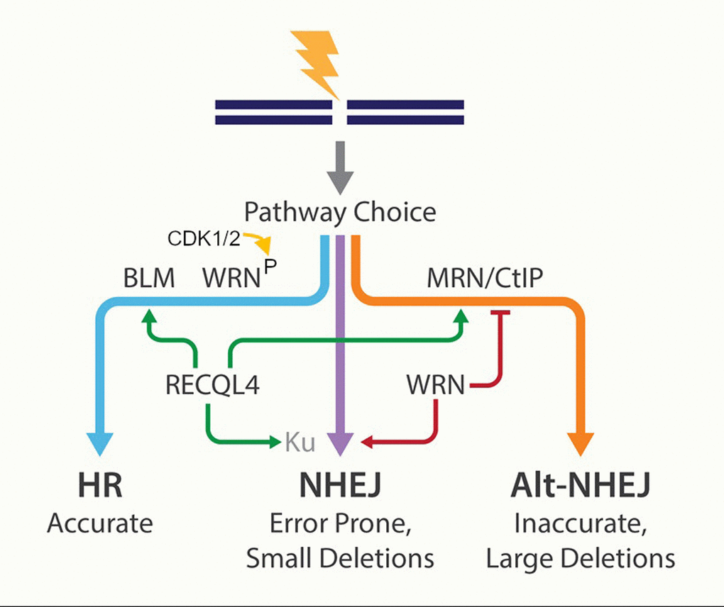 wrning-for-the-right-dna-repair-pathway-choice-aging