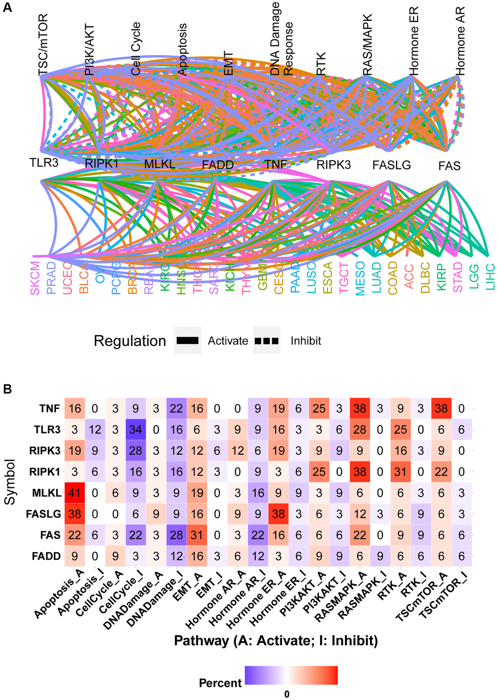 Pathway activity analysis of necroptosis-related regulators. (A) Gene-pathway network showed the regulatory relationship between necroptosis-related regulators and cancer pathways in pan-cancer. Different colors represent different cancer types. (B) The heatmap showed the percentage of cancer types in which the specific necroptosis-related regulator has an effect (FDR ≤ 0.05) on the specific pathway in pan-cancer.