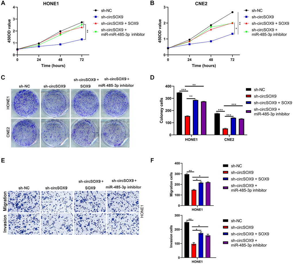 CircSOX9 promotes the proliferation and invasion of nasopharyngeal carcinoma by regulating miR-485-3p/SOX9 signal axis. (A, B) After HONE1 or CNE2 was transfected with the corresponding plasmid, cell proliferation of each group was tested by CCK8. (C, D) After HONE1 or CNE2 was transfected with the corresponding plasmid, cell proliferation of each group was tested by plate formation assays. (E, F) Transwell assay was used to detect cell migration and invasion in each group.*P **P ***P 