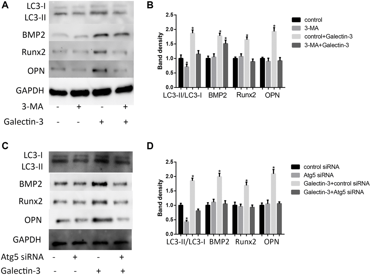 Galectin 3 Induces Vascular Smooth Muscle Cells Calcification Via Ampk