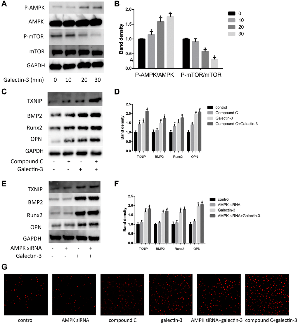 AMPK signaling pathway mediated galectin-3-induced TXNIP and VSMCs osteogenic differentiation. Cells were treated with 10 μg/ml galectin-3 over a range of times (0–60 min), and the expression of AMPK, p-AMPK, mTOR, and p-mTOR were measured by Western blot. Western blot results are shown, quantification of the results is given in the right panel (A and B). Band density of native VSMCs was defined as a control and considered to 1. Data were obtained from three independent experiments. *P C). Quantification of the results were shown in the right panel (D). After pre-treatment with AMPK siRNA for 24 h, VSMCs were then treated with 10 μg/ml galectin-3 for 24 h, the expression of TXNIP and VSMCs osteogenic differentiation proteins was measured by western blot (E). Quantification of the results were shown in the right panel (F). Band density of native VSMCs was defined as a control and considered to 1. DHE staining was used to observe the ROS production (G). Data were obtained from three independent experiments. *P 