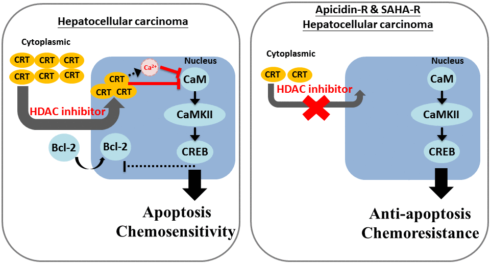 Creb Signaling Pathway