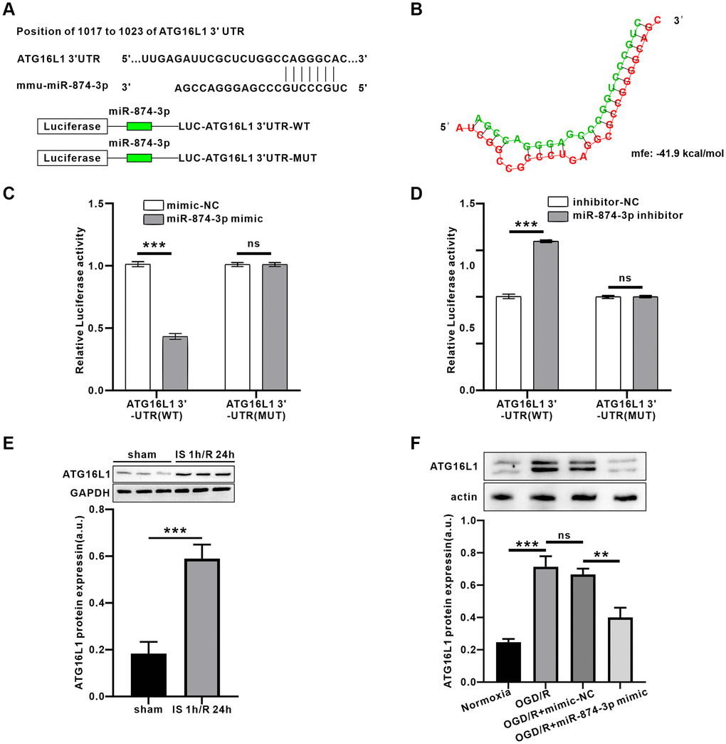PEG11as positively regulated ATG16L1expression by sponging miR-874-3p. (A) Possible binding sites of miR-874-3p in DDIT4 3’-UTR. (B) Bibiserv2 software was used to analyze 3’-UTR Hybrid energy analysis between miR-874-3p and ATG16L1. (C, D) The ATG16L1 3’-UTR-WT or ATG16L1 3’-UTR-MUT was determined after co-transfected with miR-765 mimic (C) or miR-874-3p inhibitor (D). (E) ATG16L1 protein level analyzed by western blot in the mouse brains treated by MCAO/R. (F) ATG16L1 protein level analyzed by western blot in N2a cells transfected with miR-874-3p mimic. One-way ANOVA followed by the Tukey’s post-hoc-test was used, data are shown as mean ± SD. Data are statistically different from each other with *P **P ***P 