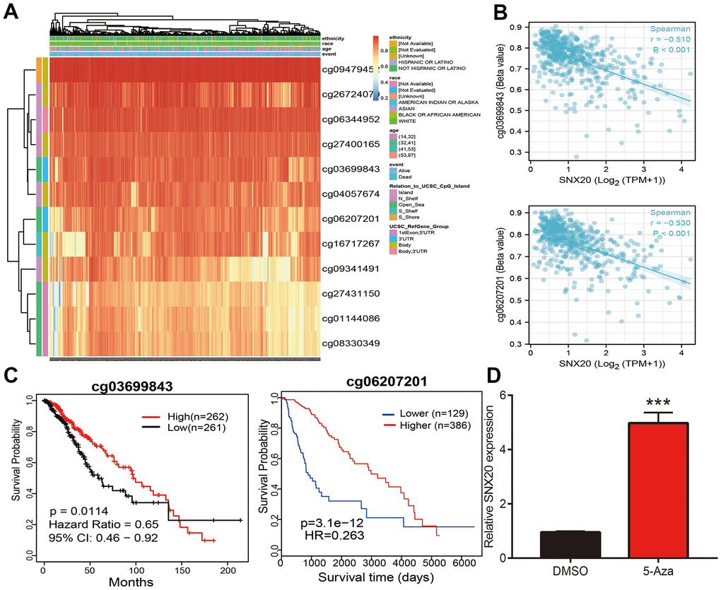 Analysis of the DNA methylation level of SNX20. (A) The DNA methylation sites of SNX20 in LGG. (B) The correlation between DNA methylation and SNX20 expression in LGG. (C) The prognosis for methylation level of SNX20 in TCGA dataset. (D) The expression of SNX20 in U87 cells after 5-Aza treatment examine by qRT-PCR assay.