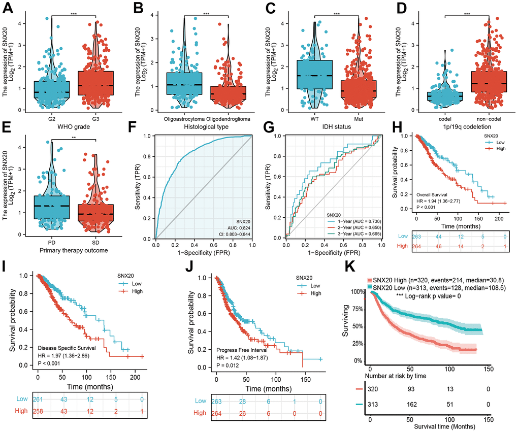 The correlation between SNX20 expression and clinical information in LGG. (A–E) The correlation between SNX20 expression and clinical features, including the higher tumor grades, histological type, IDH mutation status, 1p/19q chromosome co-deletion and primary therapy outcome. (F, G) ROC analyses revealed the predictive value of SNX20 in glioma based on TCGA-LGG. (H–K) The overall survival, disease specific survival and progression free survival of SNX20 in LGG examined by TCGA and CGGA database. Primary therapy outcome: including PD: progressive disease. SD: stable disease.