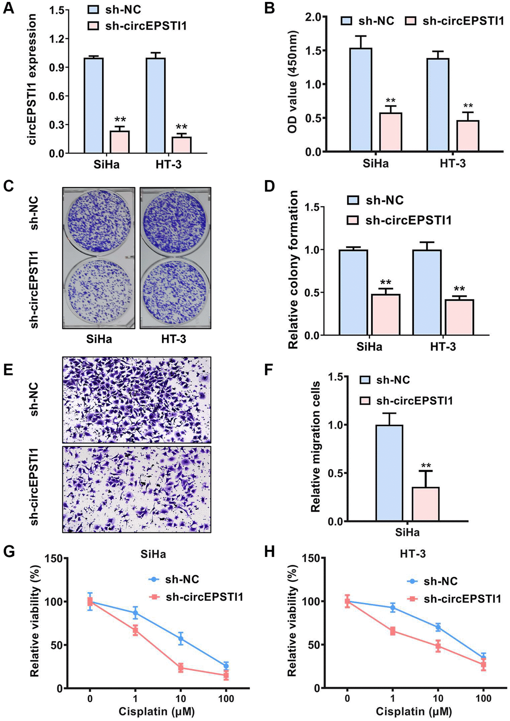 Inhibition of circEPSTI1 attenuates the progress and cisplatin resistance of cervical cancer cells. (A) The effect of shRNA knockdown of circEPSTI1 was assessed in SiHa, as well as HT-3 cell lines of cervical cancer, assessing via qRT-PCR. (B) CCK-8 assay was adopted to test the cell growth rate in SiHa along with HT-3 cell lines of cervical cancer. (C, D) Colony-formation experiments were conducted in SiHa, as well as HT-3 cell lines of cervical cancer. (E, F) Transwell assay for assessment of the metastasis potential of SiHa cervical cancer cell line. (G, H) Inhibition of circEPSTI1 remarkably increased the responsivity of cervical cancer to cisplatin treatment in SiHa along with HT-3 cervical cancer cell lines.