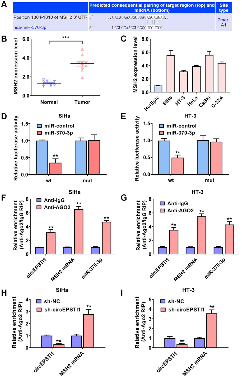 MSH2 was the downstream target of miR-370-3p in cervical cancer. (A) On the basis of the TargetScan data resource, MSH2 mRNA was the putative downstream target of miR-370-3p. (B) The contents of MSH2 mRNA in ten paired cervical cancer samples and vicinal non-malignant tissues. (C) The relative contents of MSH2 mRNA in normal HcerEpic cell line and cervical cancer cell lines. (D, E) Dual luciferase reporting experiments revealed that the relative amount of fluorescence value was reduced after transfected with miR-370-3p in SiHa, as well as HT-3 cervical cancer cell lines. (F, G) Abundance of circEPSTI1, MSH2 mRNA and miR-370-3p on the AGO2 target protein, assessed via RIP assays. (H, I) Enrichment of AGO2 protein to circEPSTI1 was diminished whilst MSH2 mRNA was increased after silencing of circEPSTI1 in SiHa along with HT-3 cervical cancer cell lines.
