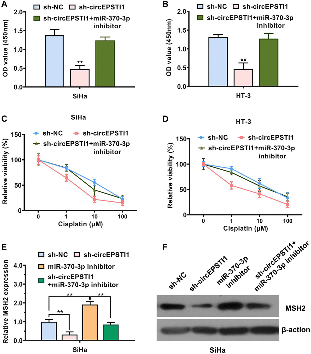 circEPSTI1 facilitates cervical cancer progression and cisplatin resistance through circEPSTI1-miR-370-3p-MSH2 axis. (A, B) CCK-8 assay for assessment of rate of cell proliferation in SiHa, as well as HT-3 cervical cancer cell lines. (C, D) Inhibition of circEPSTI1 remarkably increased the responsivity of cervical cancer to cisplatin treatment, whilst this effect could be rescues by miR-370-3p inhibitors in SiHa along with HT-3 cell lines of cervical cancer. (E) Expression of MSH2 mRNA transcript was reduced after circEPSTI1 inhibition and increased following the transfection with inhibitors of miR-370-3p, detected by qPCR analysis. (F) Knockdown of circEPSTI1 downregulated the MSH2 protein expression, which could be reversed through the miR-370-3p inhibitors in SiHa cervical cancer cells, illustrated by the western blot analysis.