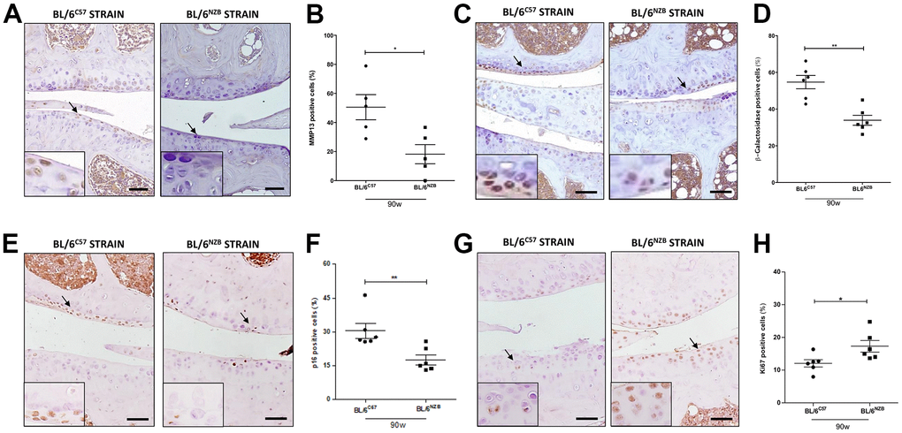 Age-associated changes in cartilage expression of senescence and proliferation markers in BL/6C57 and conplastic (BL/6NZB) mice. (A) Representative images of medial compartment of knee joints from BL/6C57 and conplastic (BL/6NZB) mice at 90 weeks of age stained with matrix metalloproteinase 13 (MMP13). (B) Quantitative analysis of MMP13-positive cells of knee joints from BL/6C57 and conplastic (BL/6NZB) mice at 90 weeks of age. (C) Representative images of medial compartment of knee joints from BL/6C57 and conplastic (BL/6NZB) mice at 90 weeks of age stained with β-Galactosidase. (D) Quantitative analysis of β-Galactosidase-positive cells of knee joints from BL/6C57 and conplastic (BL/6NZB) mice at 90 weeks of age. (E) Representative images of medial compartment of knee joints from BL/6C57 and conplastic (BL/6NZB) mice at 90 weeks of age stained with p16. (F) Quantitative analysis of p16-positive cells of knee joints from BL/6C57 and conplastic (BL/6NZB) mice at 90 weeks of age. (G) Representative images of medial compartment of knee joints from BL/6C57 and conplastic (BL/6NZB) mice at 90 weeks of age stained with Ki67. (H) Quantitative analysis of Ki67-positive cells of knee joints from BL/6C57 and conplastic (BL/6NZB) mice at 90 weeks of age. Original magnification: 20×. Scale bar, 50 μm. Black arrow indicates positively stained chondrocyte. Chondrocyte magnification (40×) is shown in the bottom-left corner of the images. Graphs represent means ± SEM; n=5 in BL/6C57 and n=5 in conplastic (BL/6NZB) mice at 90 weeks of age for MMP13, and n=6 in BL/6C57 and n=6 in conplastic (BL/6NZB) mice at 90 weeks of age for β-Galactosidase, p16, and Ki67. *p