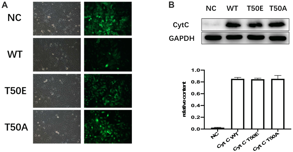 Gene manipulation successfully altered the expression of Cytc variants. (A) Transfection efficiency, 48 hours after lentiviral transfection of cardiomyocytes. Transfection efficiency is indicated by concomitant contrast and fluorescence microscopy. Lentiviral vectors carried GFP gene. Cardiomyocytes infected by Cytc variants-carrying lentivirus are identifiable by fluorescence microscopy 48 hours after infection. (B) Representative immunoblots of Cytc. There were no statistical differences in WT, T50E and T50A.