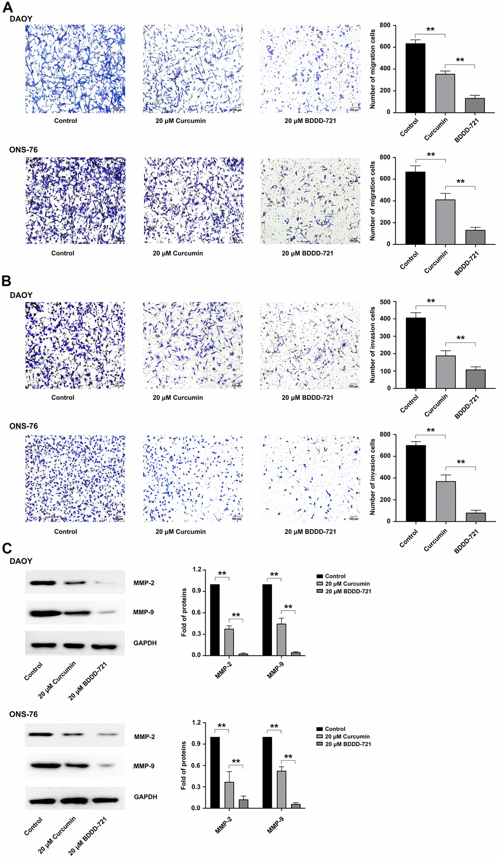 Effects of BDDD-721 and curcumin on cell migration and invasion of medulloblastoma cells. (A) Cell migration ability was analyzed by Transwell assay without coated Matrigel. (B) Cell invasion ability was measured by Transwell assay with coated with Matrigel. (C) MMP-2 and MMP-9 proteins were detected by western blot after 20 μM curcumin or BDDD-721 treatment for 24h.