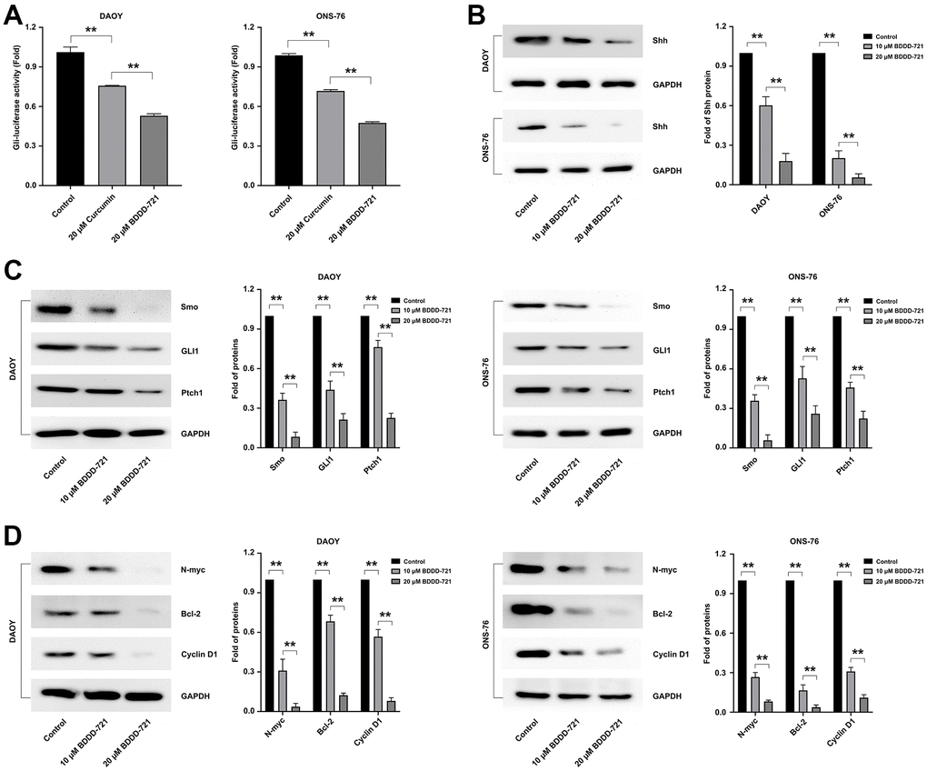 Effects of BDDD-721 on the hedgehog pathway in medulloblastoma cells. (A) Gli activity was detected by Gli-luciferase reporter assay in medulloblastoma cells treated with curcumin or BDDD-721. (B) The expression of Shh protein was analyzed by western blot in DAOY and ONS-76 cells treated with BDDD-721 for 48h. (C) Proteins of Smo, GLI1 and Ptch1 were examined by western blot in DAOY and ONS-76 cells treated with BDDD-721 for 48h. (D) Proteins of N-myc, Bcl-2 and Cyclin D1 were quantified by western blot in DAOY and ONS-76 cells treated with BDDD-721 for 48h.