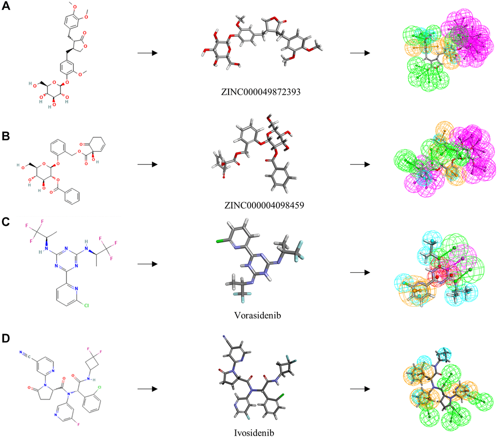 The 2D structures of the reference compounds and novel compounds selected from virtual screening by chemdraw. 3D structures of the reference compounds and novel compounds selected from virtual screening by DS 4.5. And Pharmacophore predictions using 3D-QSAR (Green represents hydrogen acceptor, and blue represents hydrophobic center and purple represents hydrogen donor). (A) ZINC000004098459 (B) ZINC000049872393 (C) Vorasidenib (D) Ivosidenib.