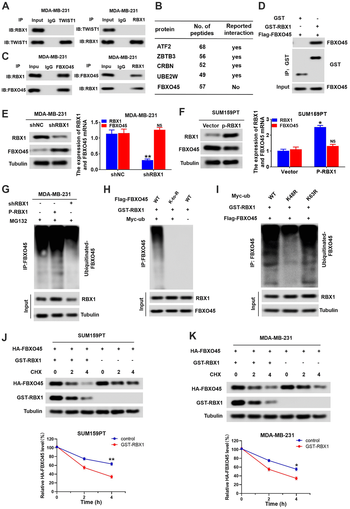 E3 Ubiquitin Ligase RBX1 Drives The Metastasis Of Triple Negative ...