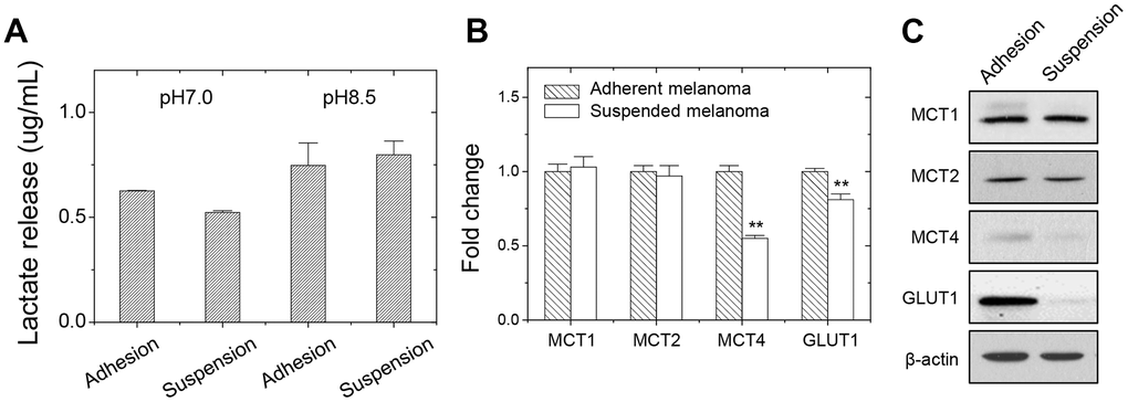 Decreased lactate release and gene expression in suspended melanoma A375 cells. (A) Reduced lactate secretion from suspended melanoma cells was seen under neutral pH condition (pH7.0). while at pH8.5, the maximum levels of lactate secretions were achieved in both adherent and suspended melanoma cells. Data were mean ±S.D. (n=3); **, p B) qPCR and (C) western blot. Data were mean ±S.D. (n=3); **, p 