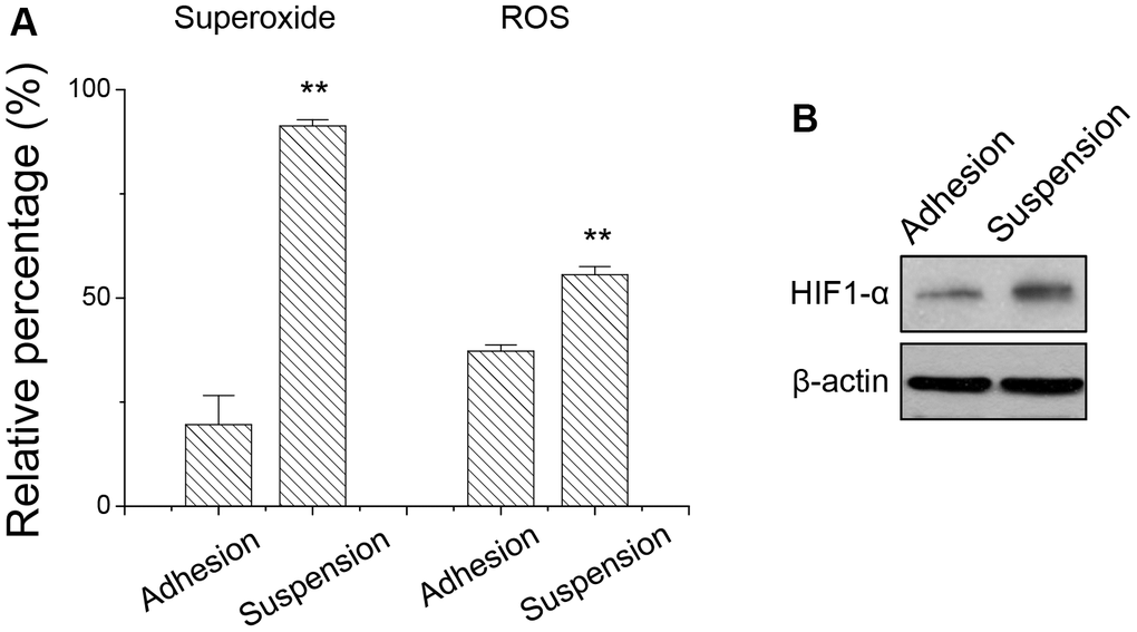 Detachment stress increased (A) the superoxide and ROS production, and (B) HIF-1α expression in melanoma A375 cells. Data were mean ±S.D. (n=3); **, p 