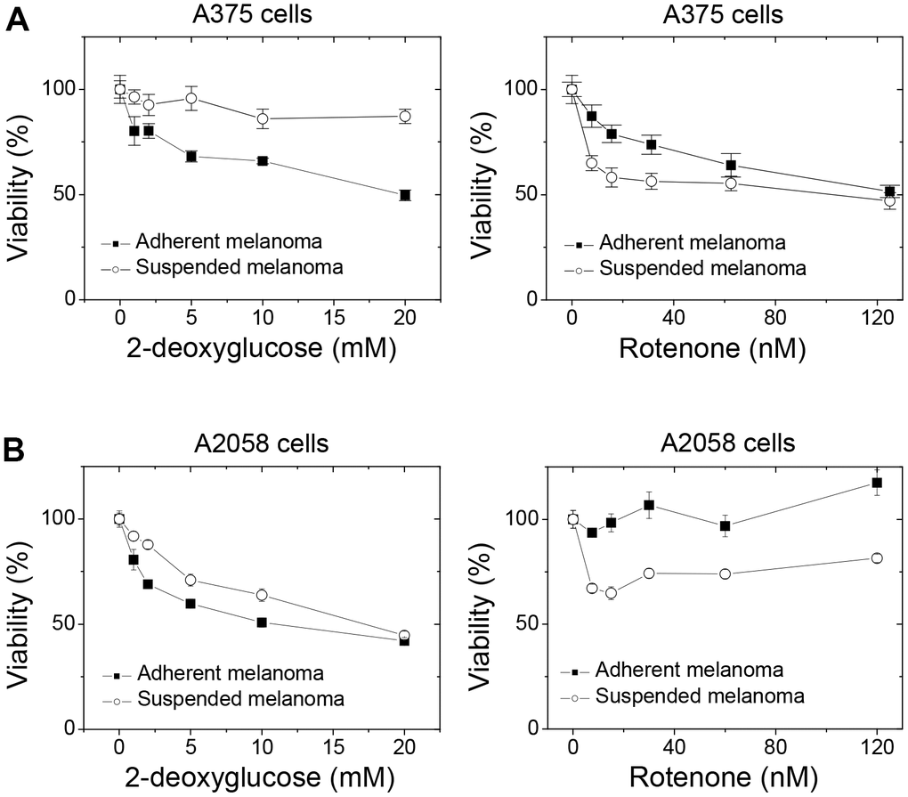 Detachment stress altered the drug sensitivities toward the blockades of glycolysis and mitochondrial respiration in different melanoma cells. Suspended melanoma cells were less sensitive to treatment of 2DG, but more sensitive to treatment of rotenone in (A) melanoma A375 cells and (B) melanoma A2058 cells. Data were mean ±S.D. (n=6).