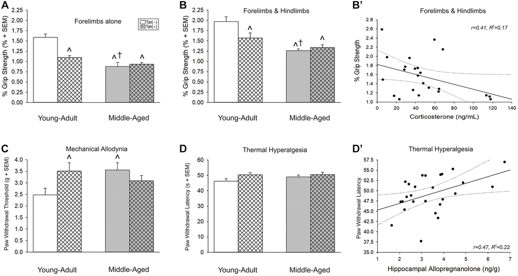 (A, B) Grip strength, (C) mechanical allodynia, and (D) thermal hyperalgesia and (B’ and D’) simple linear regression for circulating and central steroid hormones among young adult and middle-aged HIV-1 Tat-transgenic male mice [Tat(+)] or their non-Tat-expressing age-matched counterparts [Tat(−)]. Grip strength threshold for (A) forelimbs alone or (B) forelimbs and hindlimbs together. (C) Paw-withdrawal threshold (g) in an electronic Von Frey test. (D) Paw-withdrawal latency (s) in a thermal probe test. Simple linear regressions between (B’) circulating corticosterone and forelimbs and hindlimbs together or (D’) hippocampal allopregnanolone and paw-withdrawal latency. *main effect for Tat(+) mice to differ from Tat(−) mice. †main effect for middle-aged mice to differ from young adults. ^significant interaction wherein indicated group differs from young adult Tat(−) controls. Regression lines (solid) are depicted with 95% confidence intervals (dotted), (two-way ANOVA, p ≤ 0.05).