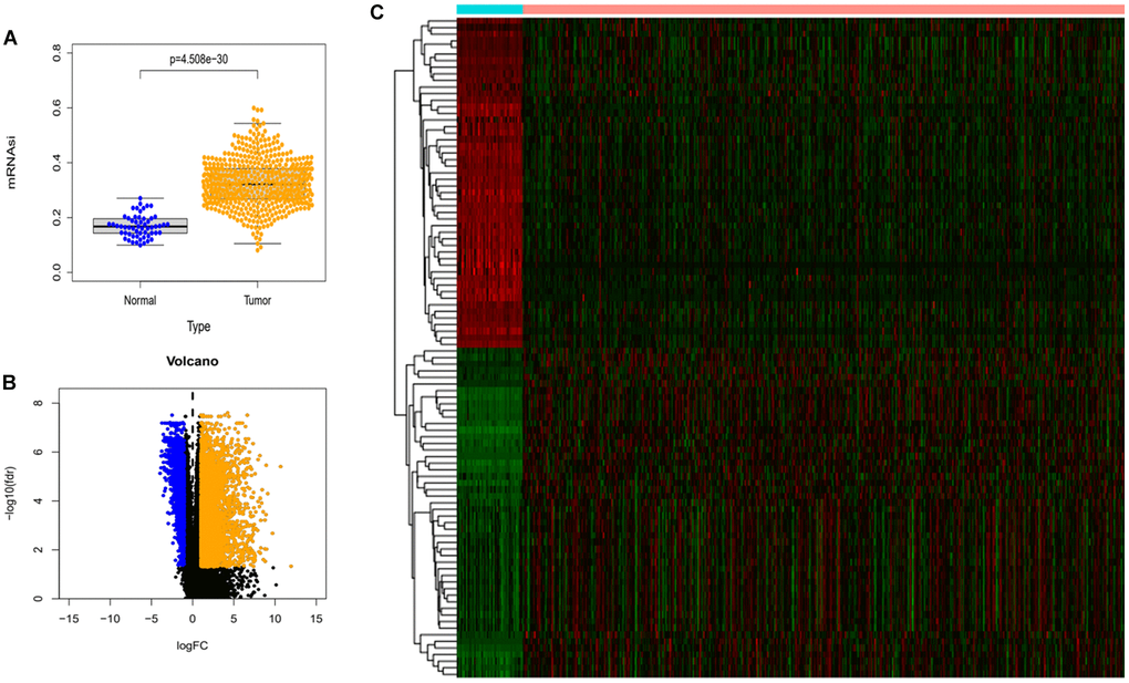 Differences in mRNAsi and sample gene expression. (A) Differences in mRNAsi between normal and tumor tissues in lung adenocarcinoma. (B) Volcano map of differentially expressed genes. Green dots represent genes that are down-regulated, red dots represent genes that are up-regulated, and black dots represent no significant change. (C) The top 50 differentially expressed genes in LUAD cancer disease presented as a gene expression heat map. P 