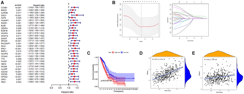 Establishment of risk prognostic model. (A) Univariate Cox analysis of the prognostic value of key genes. (B) LASSO Cox regression analysis of key genes. (C) The patient samples were divided into high and low risk groups based on risk score and the OS of the groups were analyzed using Kaplan-Meier. Red represents the high risk group and blue represents the low risk group. (D and E) Analysis of the linear relationship between risk score and cancer stemness index. Abbreviations: LASSO: least absolute shrinkage and selection operator; OS: overall survival.