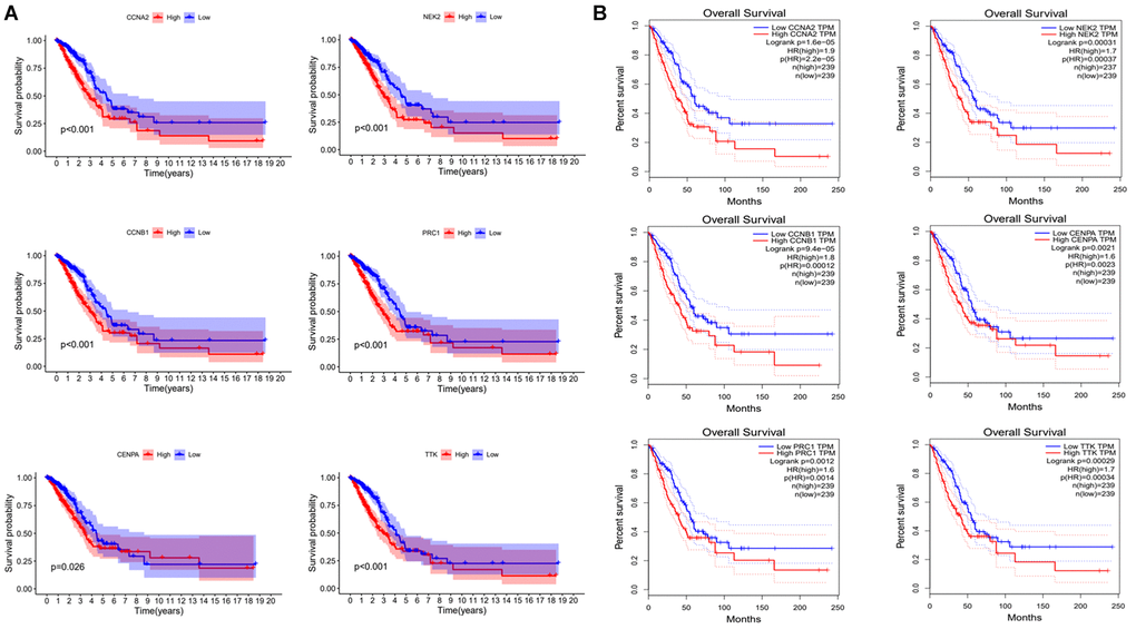 Validating the prognostic value of risk genes. (A) Combining TCGA clinical data and expression data to analyze OS of risk genes. (B) OS analysis of risk genes by using the GEPIA website.