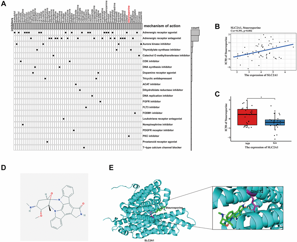 Identification of candidate drugs targeting the risk signature. (A) Results of CMap analysis. (B–C) Correlation between SLC2A1 expression and predicted drug response. (D) 2D molecular structure diagram of staurosporine. (E) The 3D interaction diagrams of Staurosporine and SLC2A1. *P **P ***P 