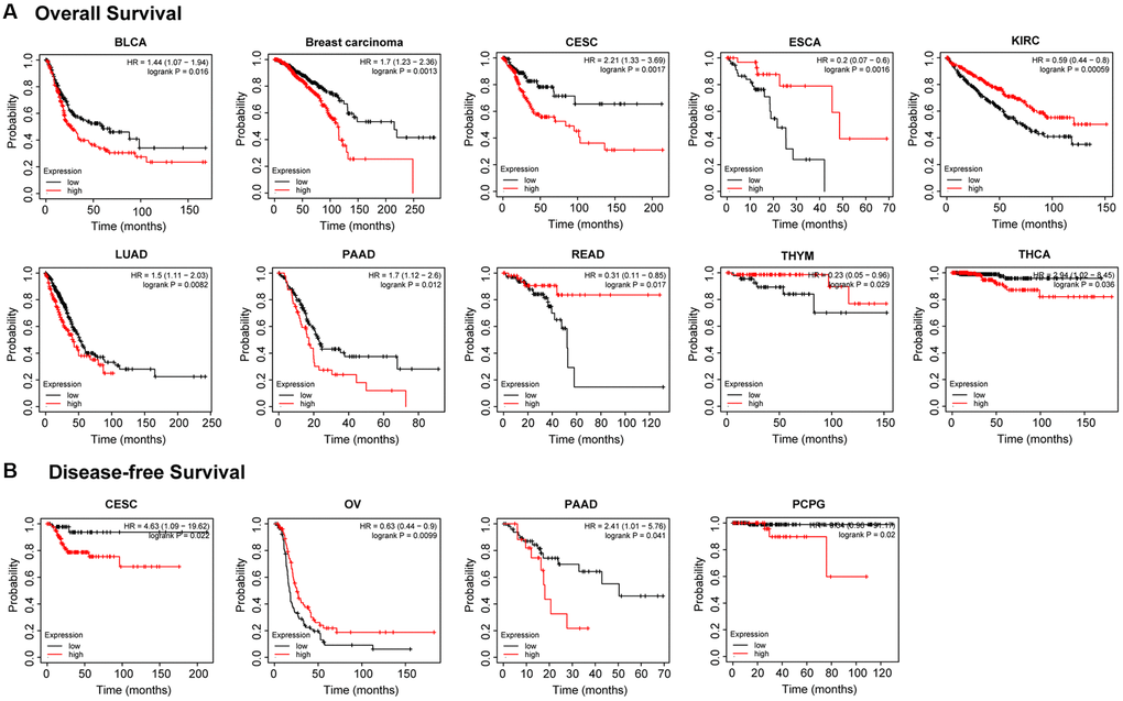 Kaplan-Meier analysis of the relationship between PTPN11 expression and survival features of tumors in TCGA. (A) The examination of the link between PTPN11 expression and OS for BLCA, BRCA, CESC, ESCA, KIRC, LUAD, PAAD, READ, THYM, and THCA. (B) The investigation of the association between PTPN11 expression and DFS in CESC, OV, PAAD, and PCPG.