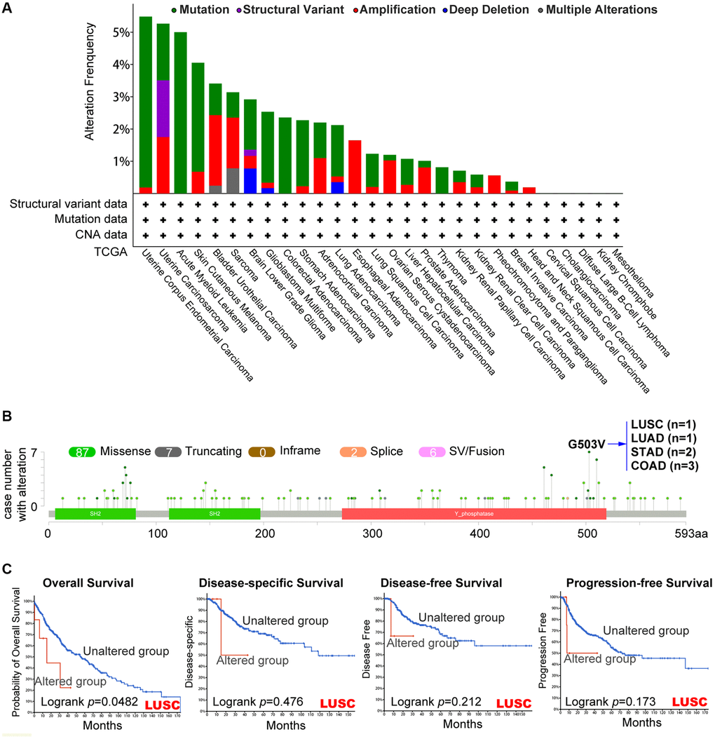 Mutation’s characteristic of PTPN11 in a variety of TCGA cancers. The cBioPortal application displays the frequency of PTPN11 mutations with mutation type (A) and mutation locations (B) in TCGA cancers. (C) The cBioPortal tool was utilized to evaluate the possible relation between PTPN11 mutation state and overall, disease-specific, disease-free, and progression-free survival of LUSC patients.
