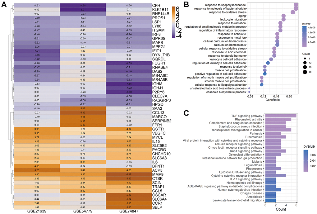 Heatmap for top 50 differentially expressed genes (DEGs). (A) Top 50 DEGs of osteoclast differentiation obtained from Robust rank aggregation (RRA) analysis. The color of the cells ranging from yellow to purple represents the logfc value of genes ranging from high to low. (B and C) The dot plot and bar plot show the enrichment results of biological process (B) and KEGG from total osteoclast DEGs based on RRA results (C).