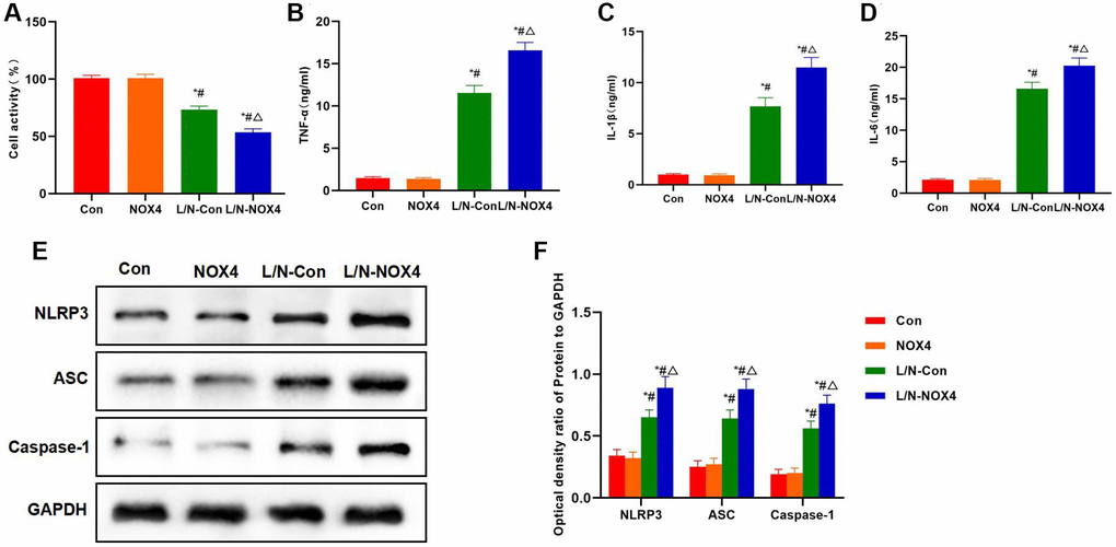 NOX4 promotes inflammatory factor expression and NLRP3 inflammasome activation. (A) Results of cell viability assay (n = 3). NOX4 promoted the down-regulation of cell viability. The cell viability in L/N-NOX4 group significantly decreased compared with L/N-Con group. *P #P △P B–D) Expression of inflammatory factors (n = 3). LPS and Nigericin promoted the expression and release of inflammatory factors, and the levels of IL-6, TNF-α and IL-1β were significantly higher than those in Con and NOX4 groups. While the expression of inflammatory factors in L/N-NOX4 group further increased, higher than that in L/N-Con group. *P #P △P E, F) Detection of protein expression (n = 3). LPS and Nigericin promoted NLRP3 activation, and the levels of NLRP3, ASC and Caspase-1 significantly increased. NOX4 overexpression further promoted NLRP3 activation, and the levels of NLRP3, ASC and Caspase-1 in L/N-NOX4 group were higher than those in L/N-Con group. *P #P △P 