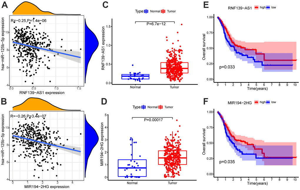 Expression correlation analysis of hsa-miR-125b-5p and (A) RNF139-AS1, (B) MIR194-2HG. Differential expression analysis of (C) RNF139-AS1 and (D) MIR194-2HG in normal samples and GC samples. The GC samples were divided into high and low expression groups according to the lncRNA expression level. Survival analysis of (E) RNF139-AS1, (F) MIR194-2HG. Survival analysis shows for RNF139-AS1 and MIR194-2HG are associated with overall survival (OS). The x-axis depicts the time of overall survival and the y-axis depicts the cumulative survival rate.