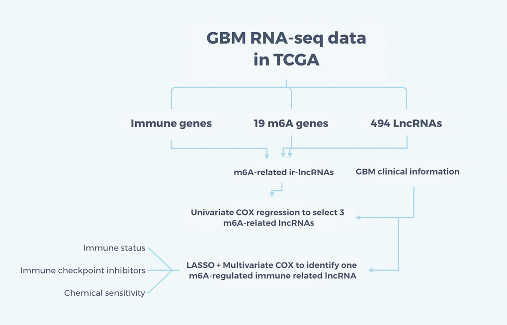 Flow chart of the study. The RNA-seq data for GBM were obtained from TCGA and m6A-related immune lncRNAs were intersected among immune genes, 19 m6A genes, and 494 differently-expressed lncRNAs. Adding the clinical information, univariate and multivariate COX regression and LASSO were applied to identify one m6A-regulated ir-lncRNA which is correlated with the survival status of GBM patients. Then, the ir-lncRNAs were analyzed for immune status, immune checkpoint inhibitors, and chemical sensitivity for GBM.