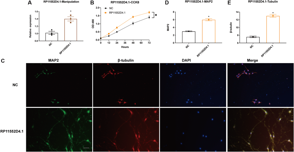 Si-RP11-552D4.1 inhibits neuronal proliferation. (A) Expression of RP11-552D4.1 in overexpressed RP11-552D4.1 was verified. (B) Primary cortical neurons were transfected with NC or RP11-552D4.1 plasmid. (C) Effect of RP11-552D4.1 on neuronal proliferation (Green: MAP2, Red: β-tubulin, Merged with DAPI). (D, E) Quantification of the mean density of MAP2 and β-tubulin. The scale bar is 100 μm. *P 