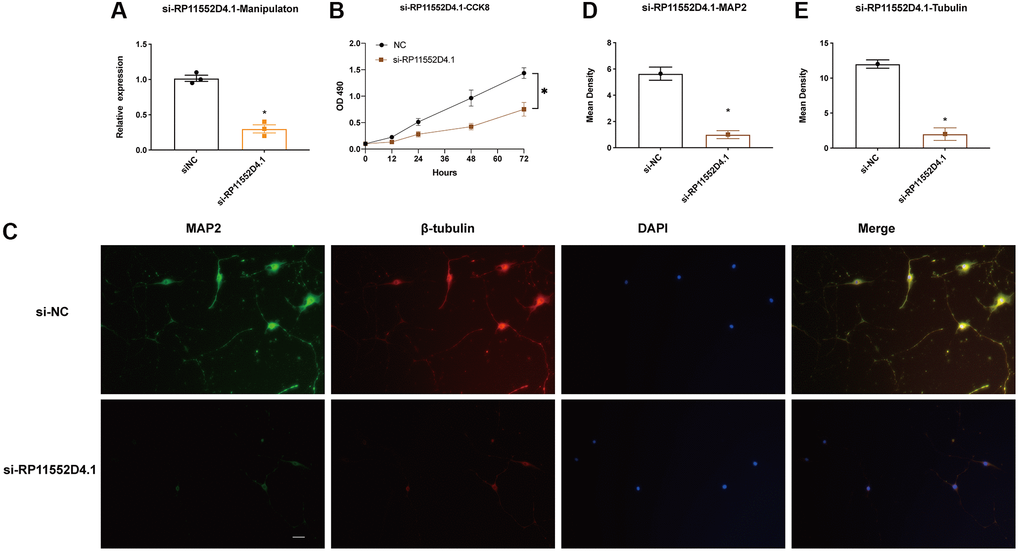 RP11-552D4.1 facilitates neuronal proliferation. (A) The expression of RP11-552D4.1 in si-RP11 was verified. (B) After primary cortical neurons were transfected with si-NC or si-RP11-552D4.1, a CCK-8 assay was applied to assess the cell proliferation. (C) Effect of si-RP11-552D4.1 on neuronal proliferation (Green: MAP2, Red: β-tubulin, Merged with DAPI). (D, E) Quantification of the mean density of MAP2 and β-tubulin. The scale bar is 100 μm. *P 