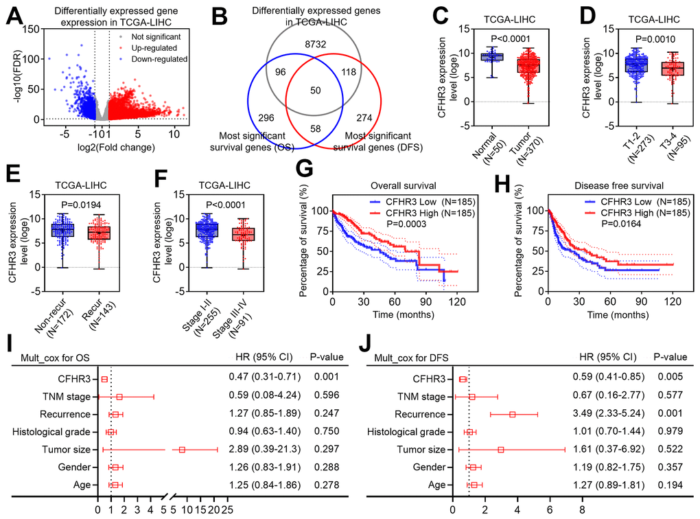 Downregulation of CFHR3 is associated with a poor prognosis of HCC patients. (A) Differentially expressed genes (DEGs) between HCC and normal liver tissues in TCGA-LIHC cohort are shown as a volcano plot. (B) The overlap between DEGs, the most significant overall survival (OS) related genes, and the most significantly disease-free survival (DFS) related genes in the TCGA database is displayed as a Venn diagram. (C) The difference in CFHR3 transcript levels between normal liver and HCC tissues is presented as a box plot. (D–F) The difference in CFHR3 transcript levels between HCC subgroups, including tumor size (D, T1-2, and T3-4), tumor recurrence (E, non-recurrence and recurrence), and clinical stage (F, stage I-II, and stage III-IV) is presented as a box plot, respectively. (G, H) The difference in OS rates (G) or DFS rates (H) between HCC patients with low and high CFHR3 transcript levels in HCC tissues is shown as a survival curve, respectively. (I, J) The independent prognostic factor for OS (I) and DFS (J) of HCC patients, based on the multivariate Cox proportional hazard model, is shown in each forest plot, respectively.
