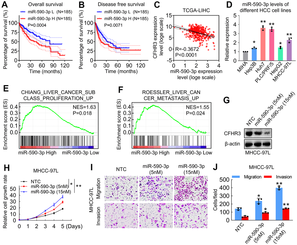 CFHR3 is a critical effector for miR-590-3p in the regulation of HCC cell malignant phenotypes. (A, B) The difference for OS rates (A) or DFS rates (B) between HCC patients with low and high miR-590-3p levels in HCC tissues is shown as a survival curve, respectively. (C) An analysis shows linear regressions and Pearson correlations between CFHR3 and miR-590-3p levels in HCC tissues in the TCGA database. (D) The levels of miR-590-3p in five HCC cell lines and normal liver cells (MIHA) were determined by qPCR. (E, F) GSEA plots show enrichment of gene signatures associated with the liver cancer proliferation and metastasis in HCC tissues with a miR-590-3p high as compared with miR-590-3p low (E, Chiang Liver Cancer Subclass Proliferation Up; F, Roessler Liver Cancer Metastasis Up). (G–J) MHCC-97L cells were treated with the indicated concentration of miR-590-3p precursor, and CFHR3 protein levels (G), cell growth (H), migration, and invasion (I, J) were determined. (Remarks: * represents P 