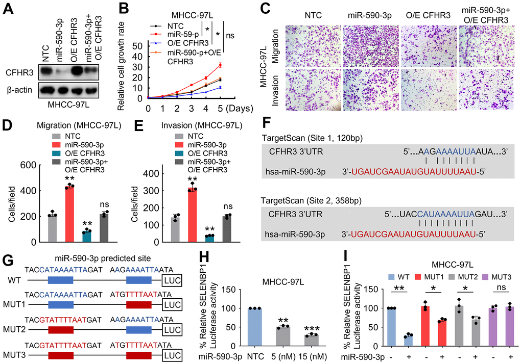 Downregulation of CFHR3 is induced by miR-590-3p binding to the 3’ UTR of CFHR3. (A–E) CFHR3-overexpressed MHCC-97L cells were treated with the indicated 15nM miR-590-3p precursor, and CFHR3 protein levels (A), cell growth (B), migration, and invasion (C–E) were determined. (F) Tow binding sites of miR-590-3p in the 3’ UTR of CFHR3 were predicted by the TargetScan programs. (G) A schematic diagram shows the miR-590-3p binding site in the 3’ UTR (wild-type and corresponding mutants) of CFHR3. (H) MHCC-97L cells were co-transfected with a CFHR3 3’ UTR reporter and the indicated concentrations of the miR-590-3p precursor, and the luciferase activities were measured (n=3). (I) MHCC-97L cells were co-transfected with miR-590-3p precursor and CFHR3 3’ UTR wild-type or indicated mutated reporter, and the luciferase activities were measured (n=3). (Remarks: * represents P 