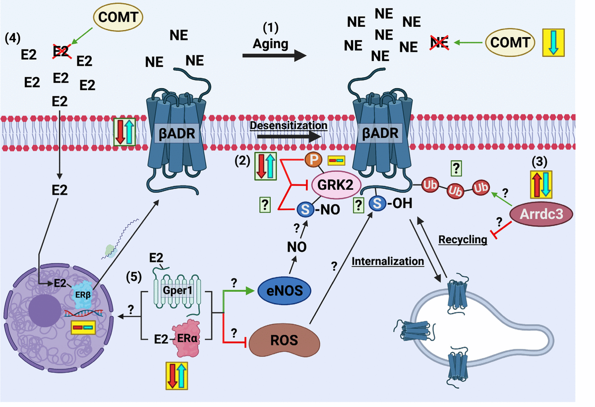 Cell therapy-induced recovery of dysfunctional microvasculature ...