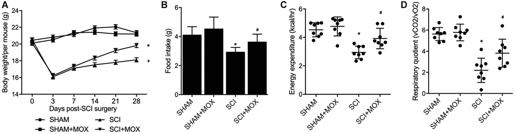 MOX treatment mitigated the dysregulation of weight gain and metabolic profiling in SCI mice (*P value #P value  (A) Body weight during 0-28 days post-SCI surgery in the SHAM group, SHAM+MOX group, SCI group and SCI+MOX group; (B) Food intake in the SHAM group, SHAM+MOX group, SCI group and SCI+MOX group; (C) Energy expenditure in the SHAM group, SHAM+MOX group, SCI group and SCI+MOX group; (D) Respiratory quotient in the SHAM group, SHAM+MOX group, SCI group and SCI+MOX group.