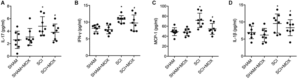 MOX treatment reduced SCI-induced up-regulation of IL-17, IFN-γ, MCP-1 and IL-1β expression. (A) Level of IL-17 in the SHAM group, SHAM+MOX group, SCI group and SCI+MOX group; (B) Level of IFN-γ in the SHAM group, SHAM+MOX group, SCI group and SCI+MOX group; (C) Level of MCP-1 in the SHAM group, SHAM+MOX group, SCI group and SCI+MOX group. (D) Level of IL-1β in the SHAM group, SHAM+MOX group, SCI group and SCI+MOX group.