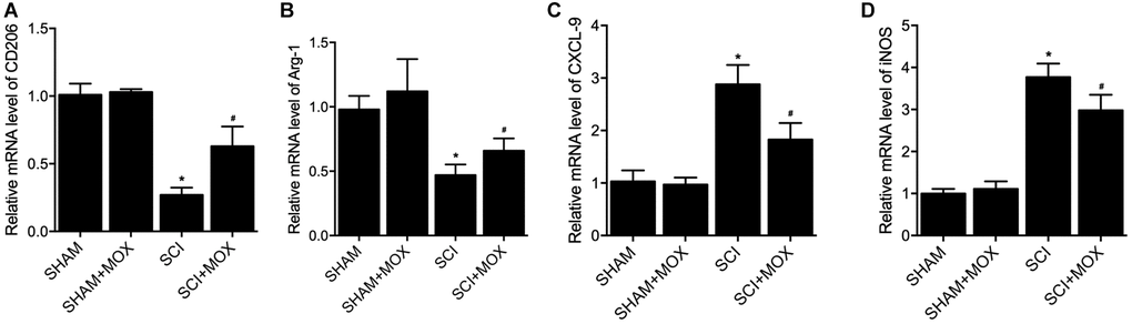 MOX treatment preserved colonic macrophage phenotypes in SCI mice. (A) Level of CO206 mRNA in the SHAM group, SHAM+MOX group, SCI group and SCI+MOX group; (B) Level of Arg-1 mRNA in the SHAM group, SHAM+MOX group, SCI group and SCI+MOX group; (C) Level of CXCL-9 mRNA in the SHAM group, SHAM+MOX group, SCI group and SCI+MOX group; (D) Level of iNOS mRNA in the SHAM group, SHAM+MOX group, SCI group and SCI+MOX group.