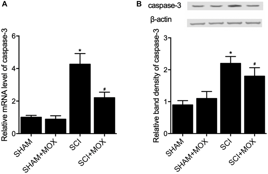 MOX treatment suppressed SCI-induced up-regulation of caspase-3 expression in SCI mice (*P value #P value  (A) Relative mRNA level of caspase-3 in the SHAM group, SHAM+MOX group, SCI group and SCI+MOX group; (B) Relative band density of caspase-3 protein in the SHAM group, SHAM+MOX group, SCI group and SCI+MOX group.