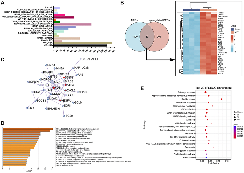 Venn diagram, network, and enrichment analyses of cellular aging/senescence-induced genes in SWT-treated MCF7 cells. (A) Bar graph representing 1153 aging/senescence-induced genes identified in 17 databases or studies. (B) Venn diagram and heatmap analysis of 33 ASIGs that were significantly upregulated by SWT. (C) PPI network analysis of 33 ASI-related DEGs. (D) Top 20 enriched terms associated with 33 ASI-related DEGs by Metascape database. (E) Top 20 KEGG pathways associated with 33 ASI-related DEGs.