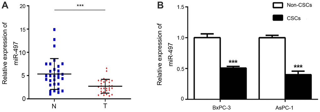 Expression of miR-497. The levels of miR-497 in tissues (A) and cells (B) were determined by RT–PCR. N, normal; T, tumor; CSCs, cancer stem cells. ***p 